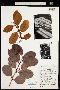 Image of Chrysophyllum oliviforme
