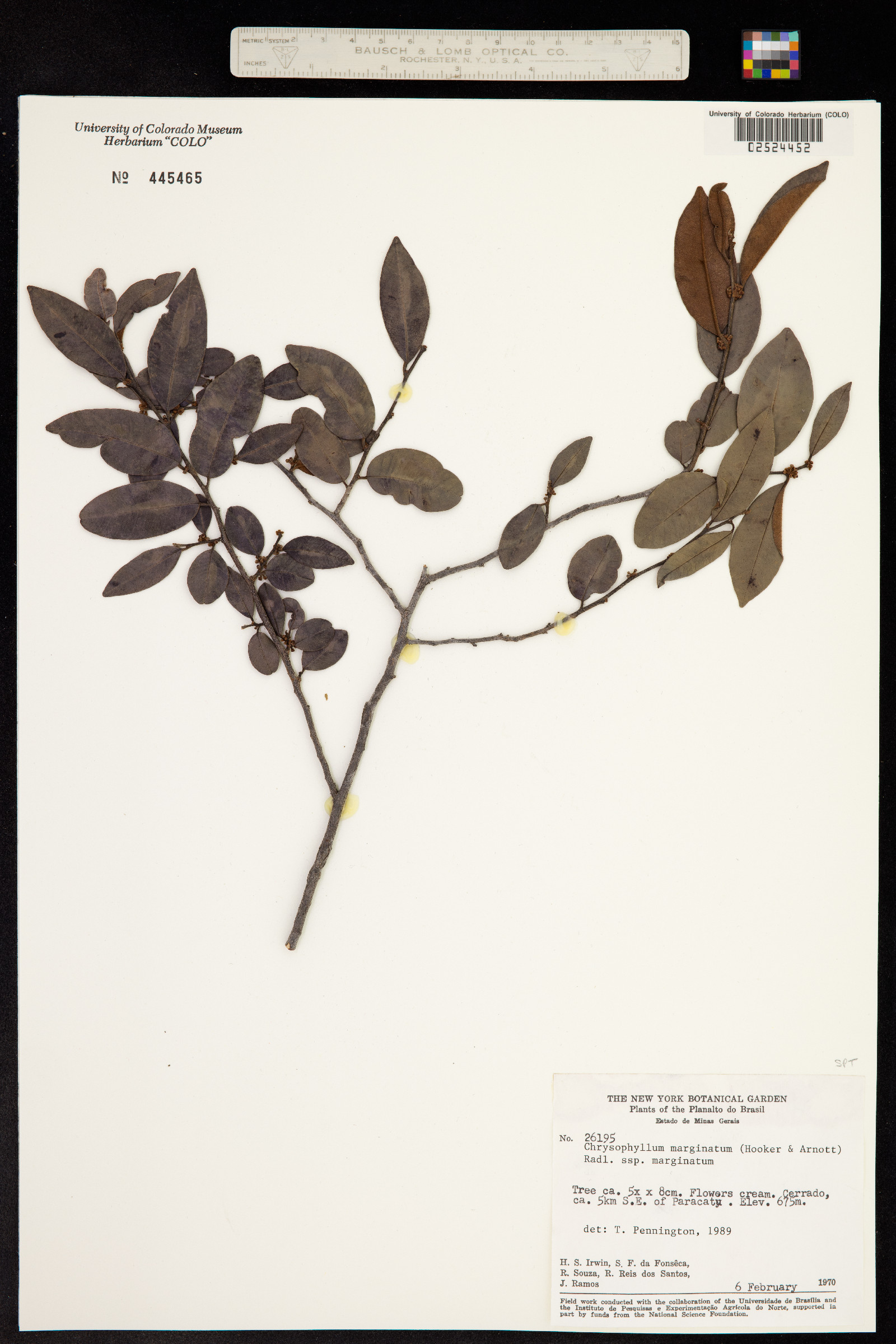 Chrysophyllum marginatum image