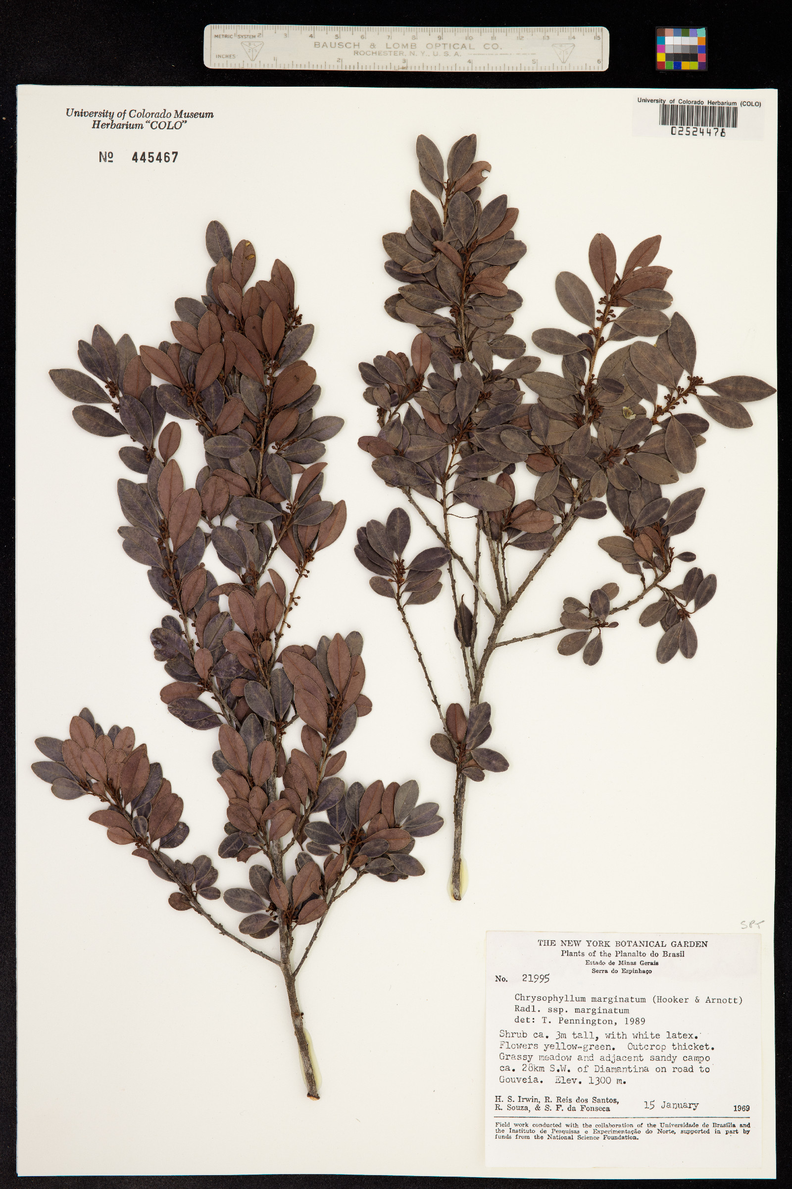Chrysophyllum marginatum image