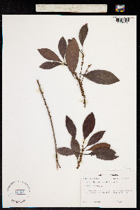 Image of Sideroxylon salicifolium
