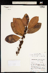 Image of Elaeoluma glabrescens
