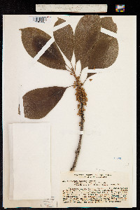 Pouteria macrophylla image