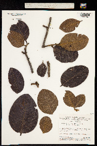 Pouteria ramiflora image