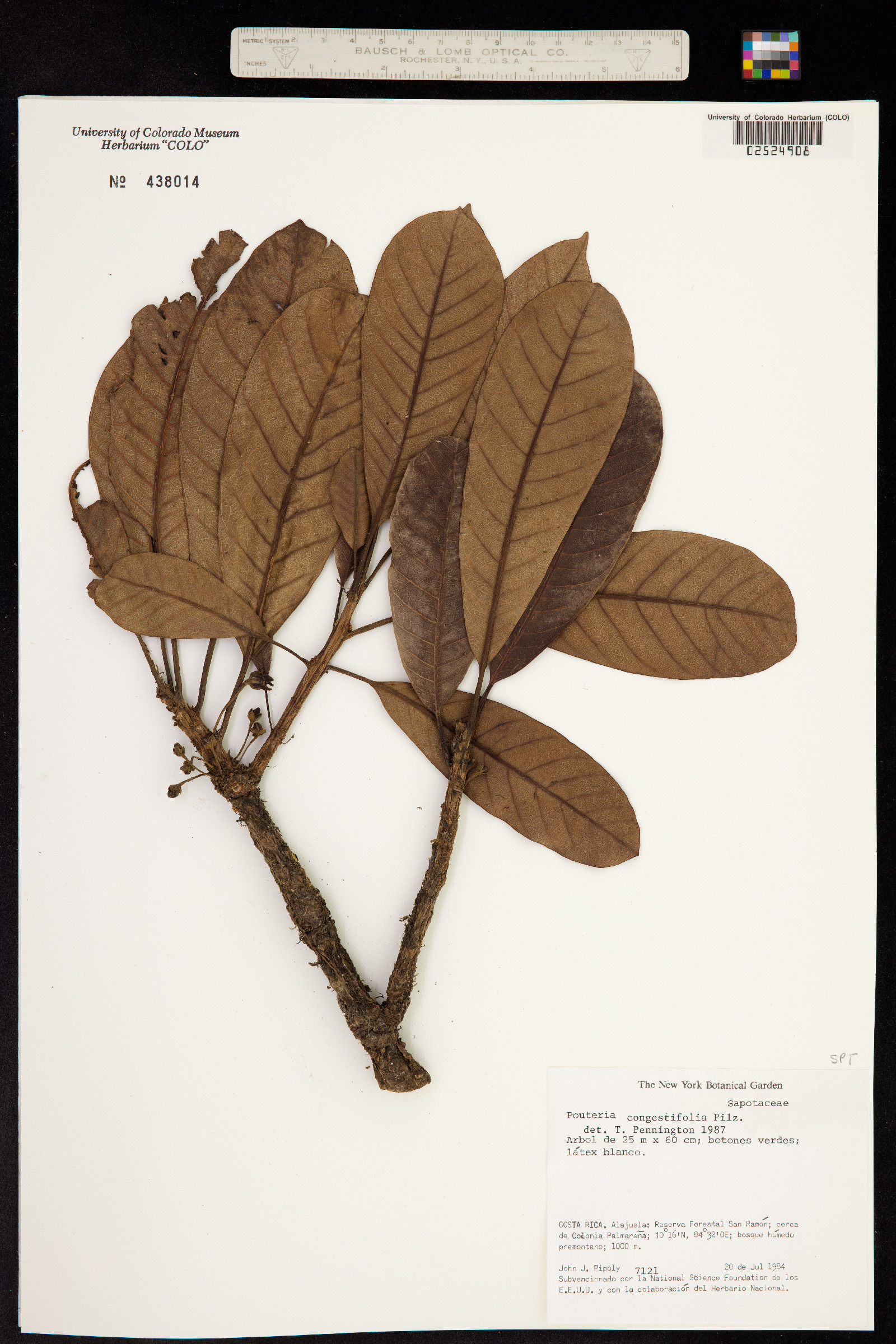 Chromolucuma congestifolia image