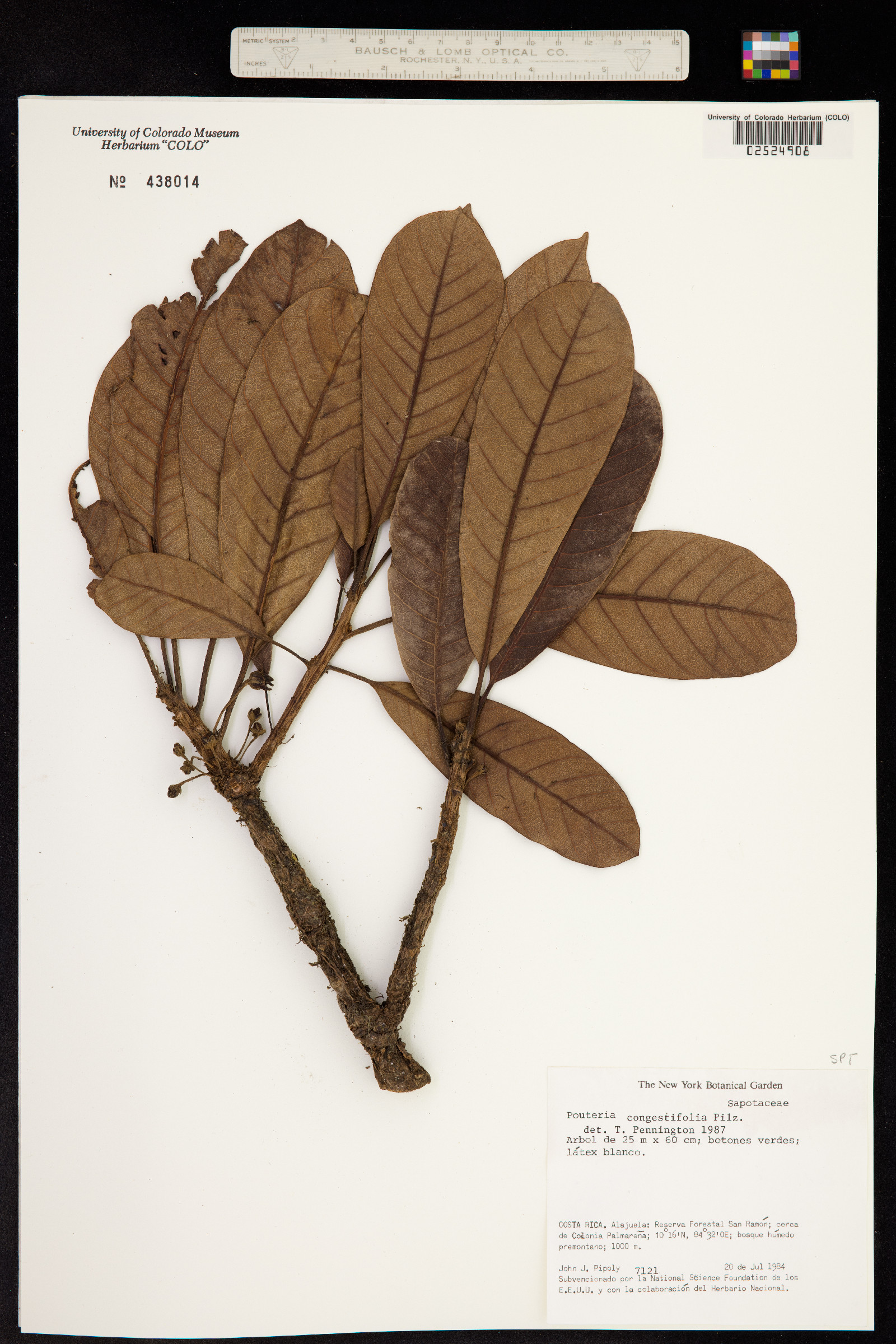 Chromolucuma image