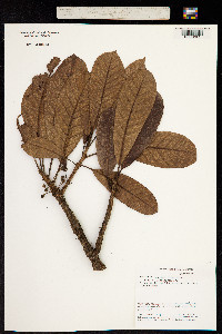 Image of Chromolucuma congestifolia