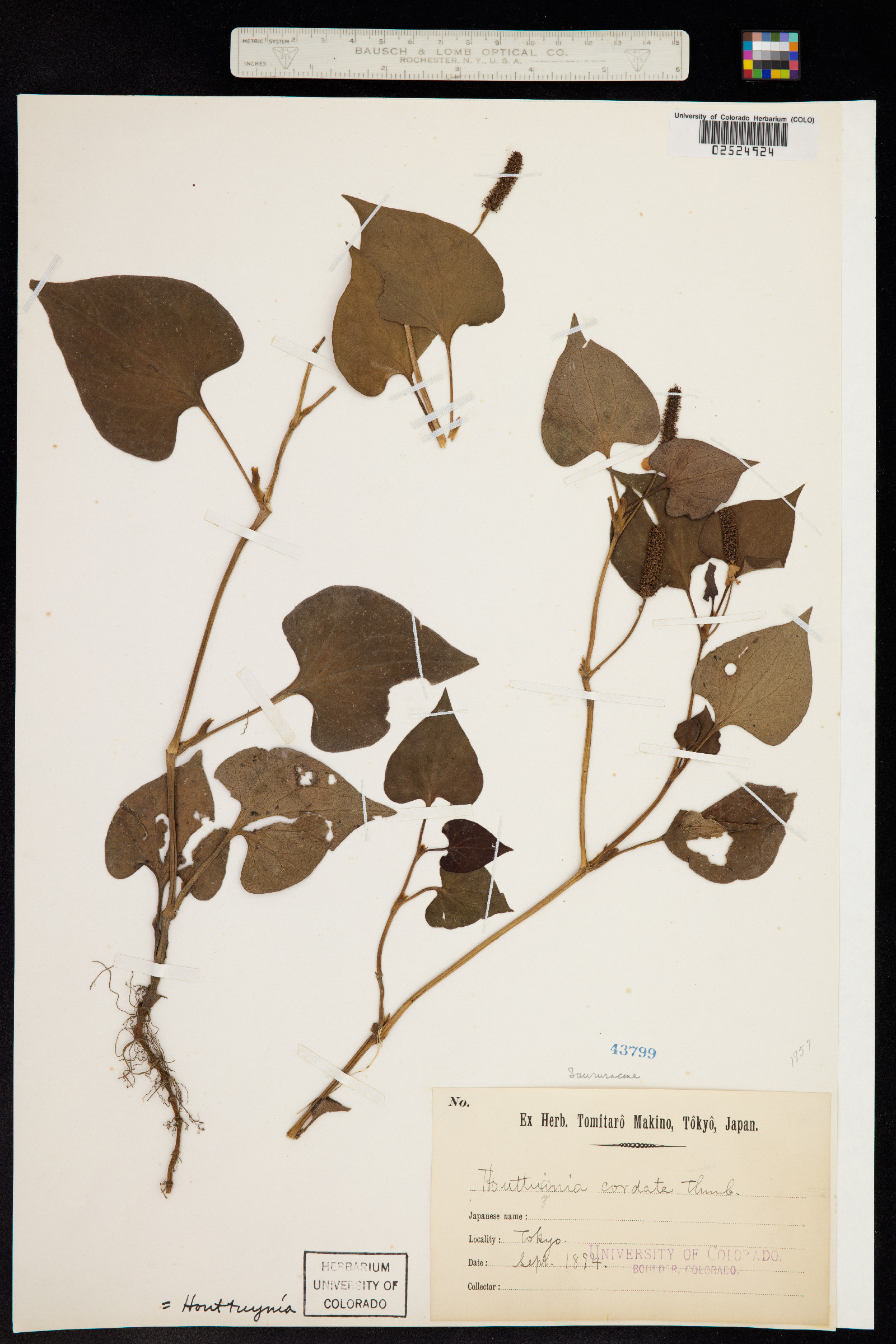 Houttuynia cordata image