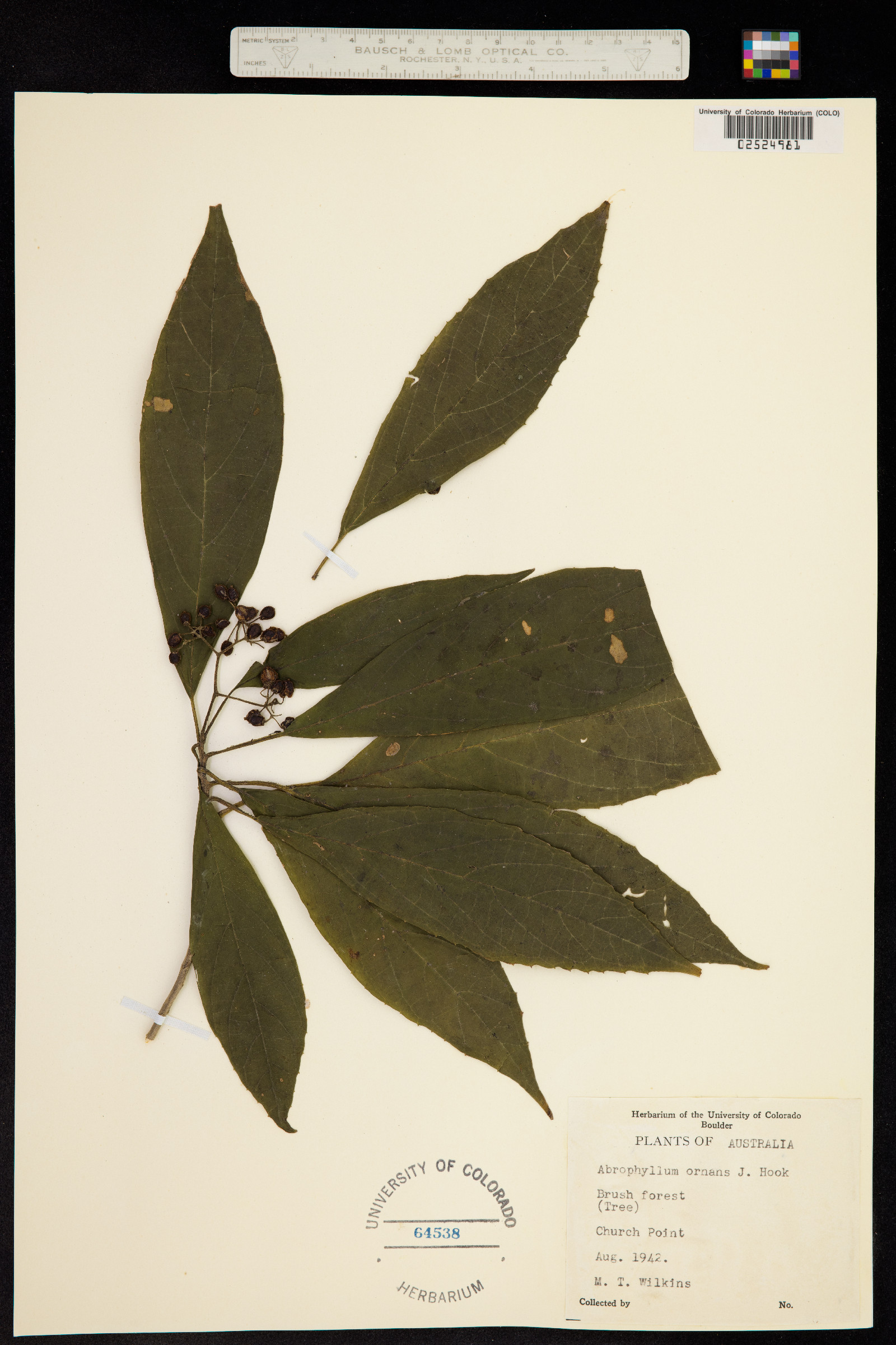 Abrophyllum ornans image