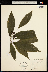 Image of Abrophyllum ornans