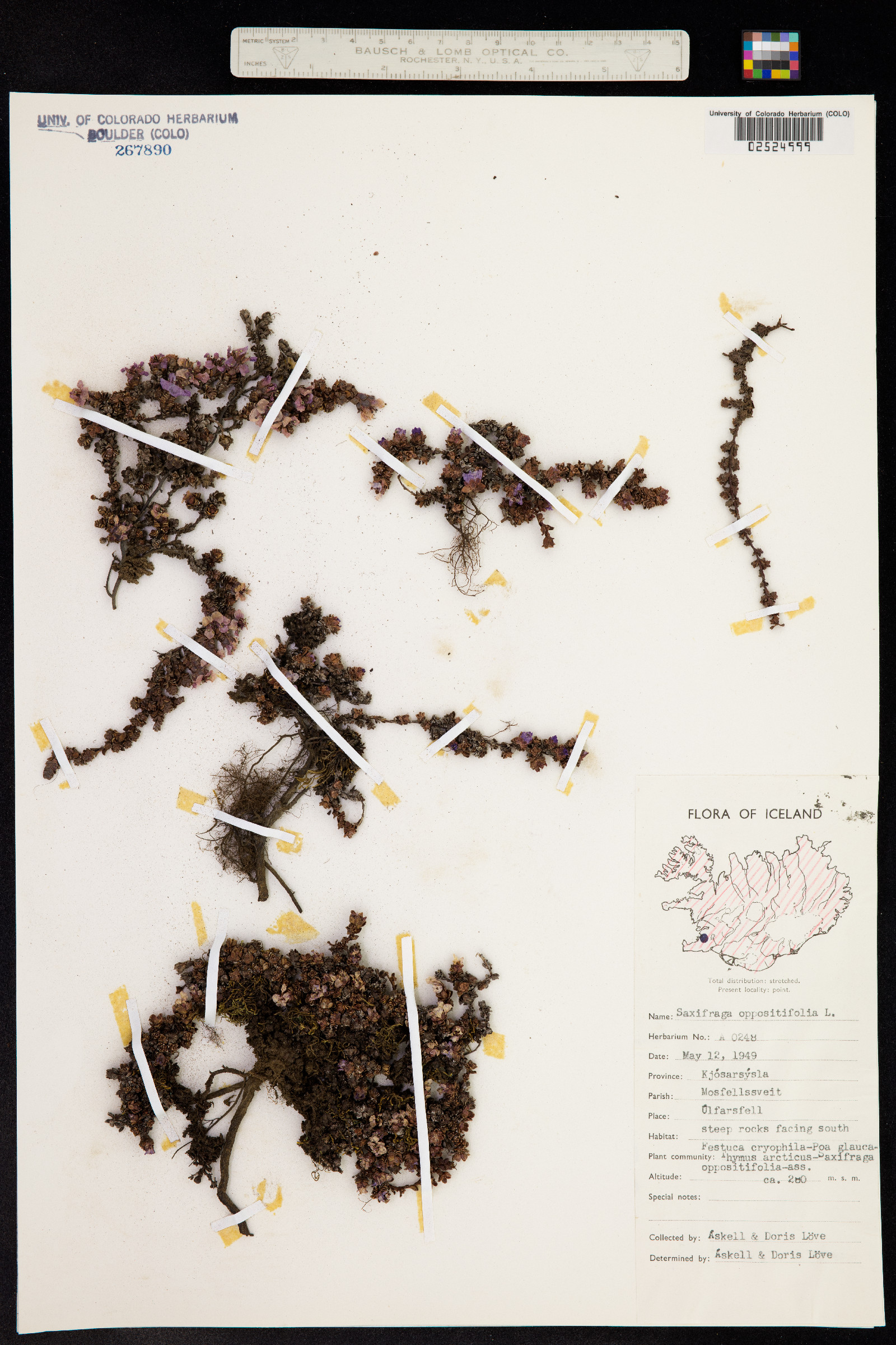 Saxifraga oppositifolia image