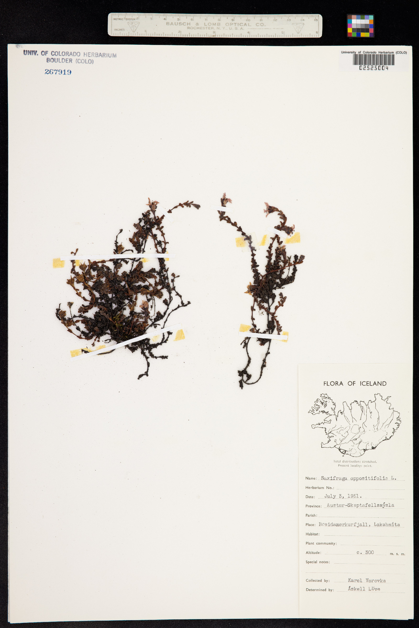 Saxifraga oppositifolia image