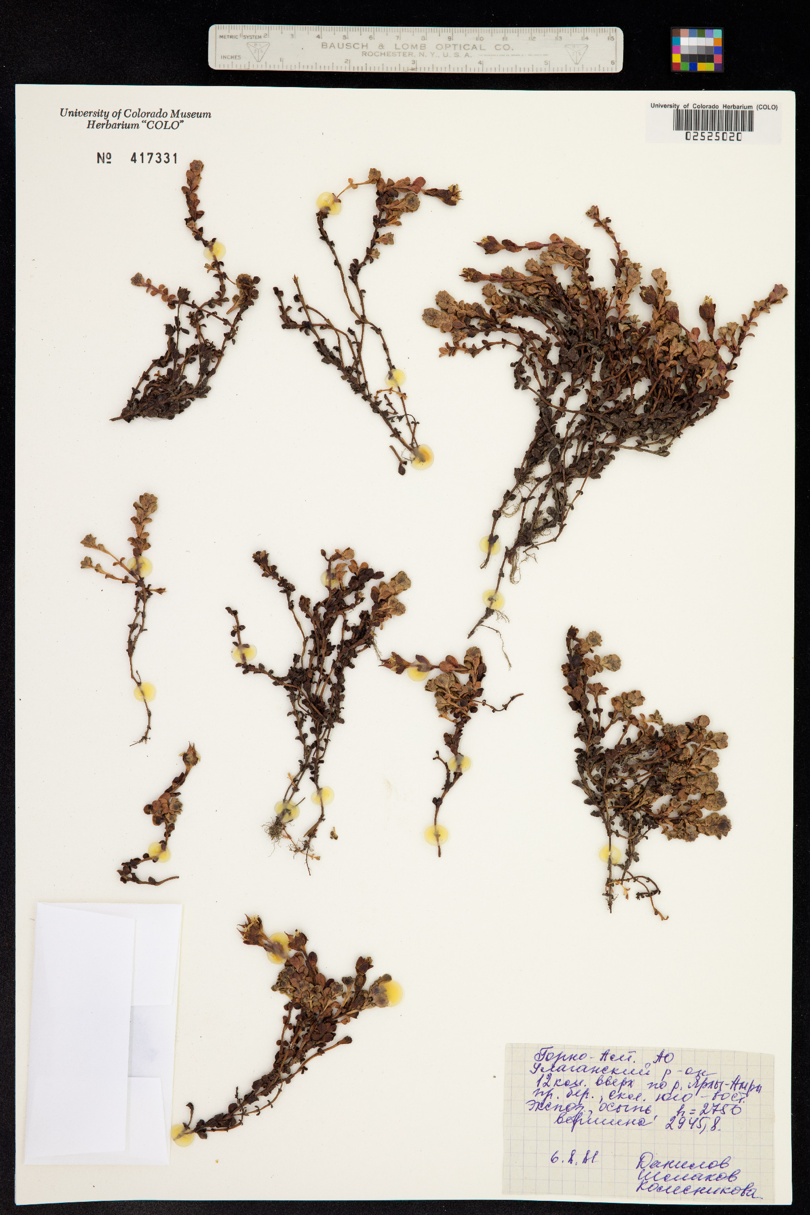 Saxifraga oppositifolia ssp. oppositifolia image