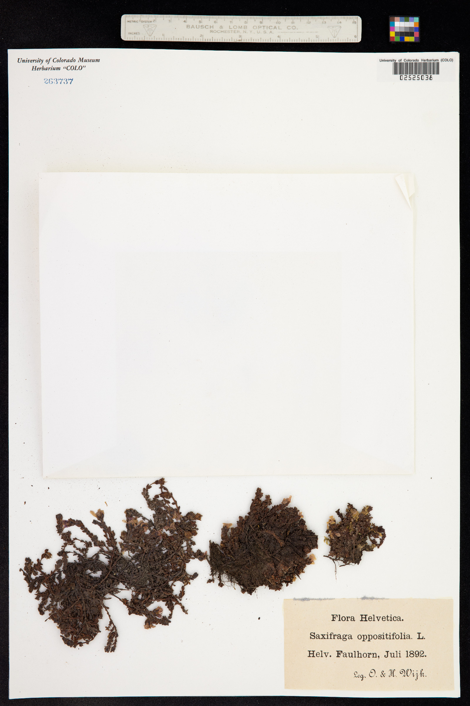 Saxifraga oppositifolia image