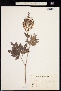 Astilbe japonica image