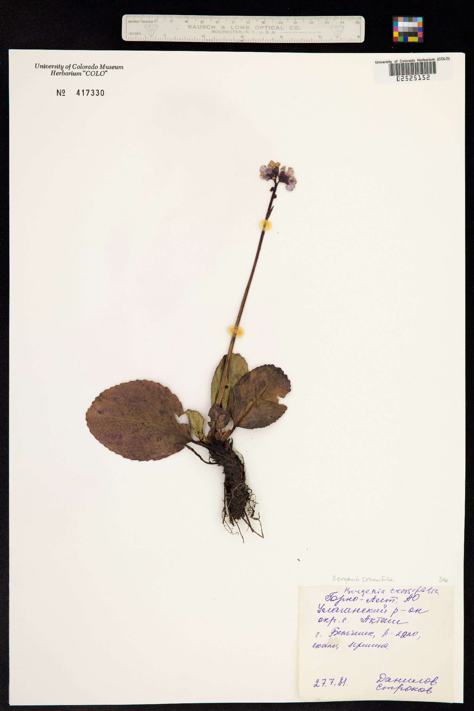 Bergenia crassifolia image
