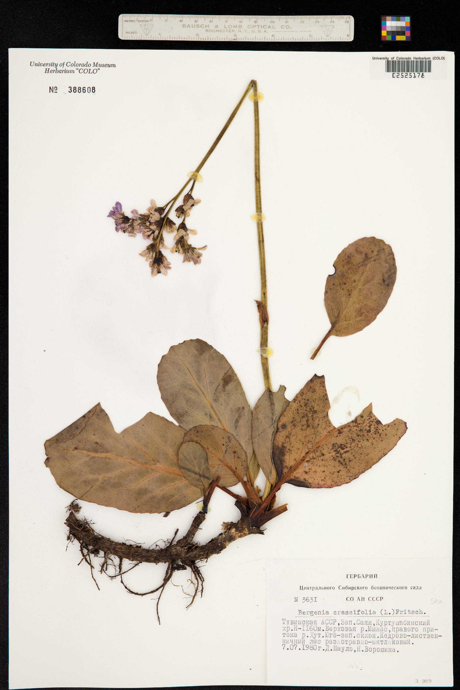 Bergenia crassifolia image