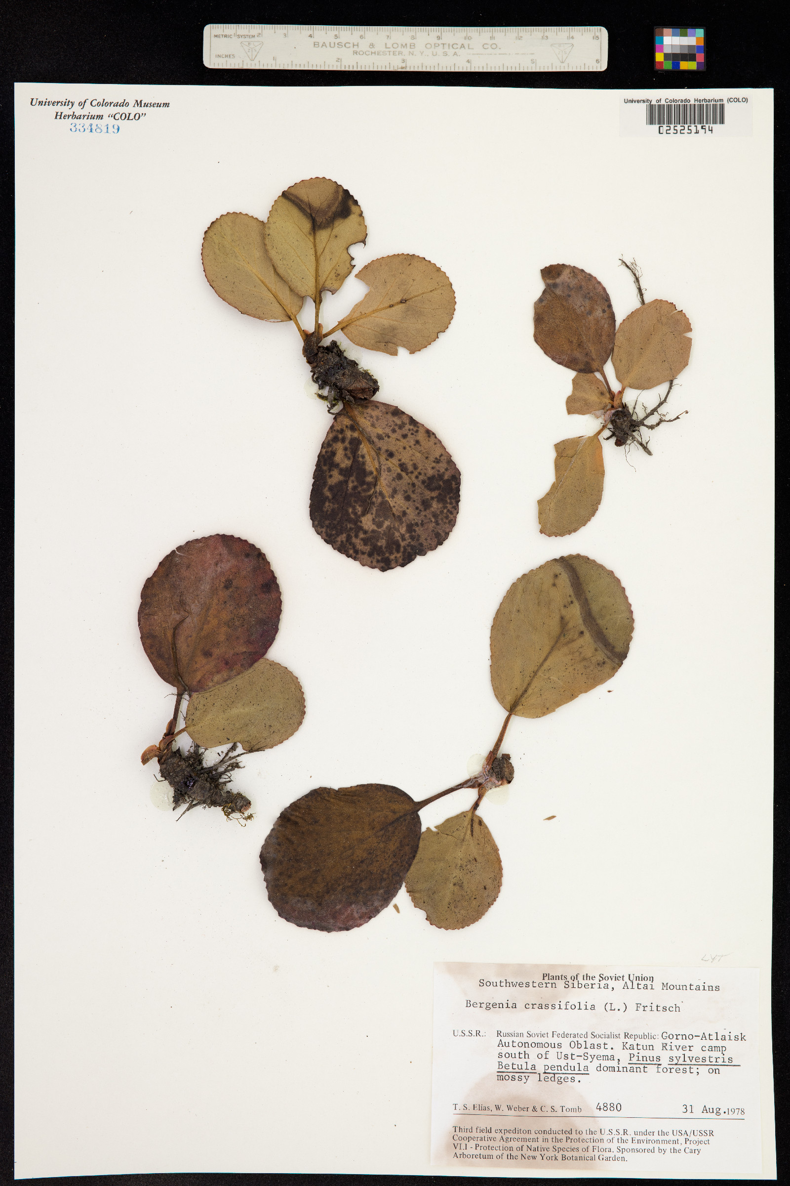 Bergenia crassifolia image