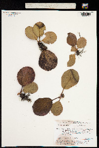 Bergenia crassifolia image