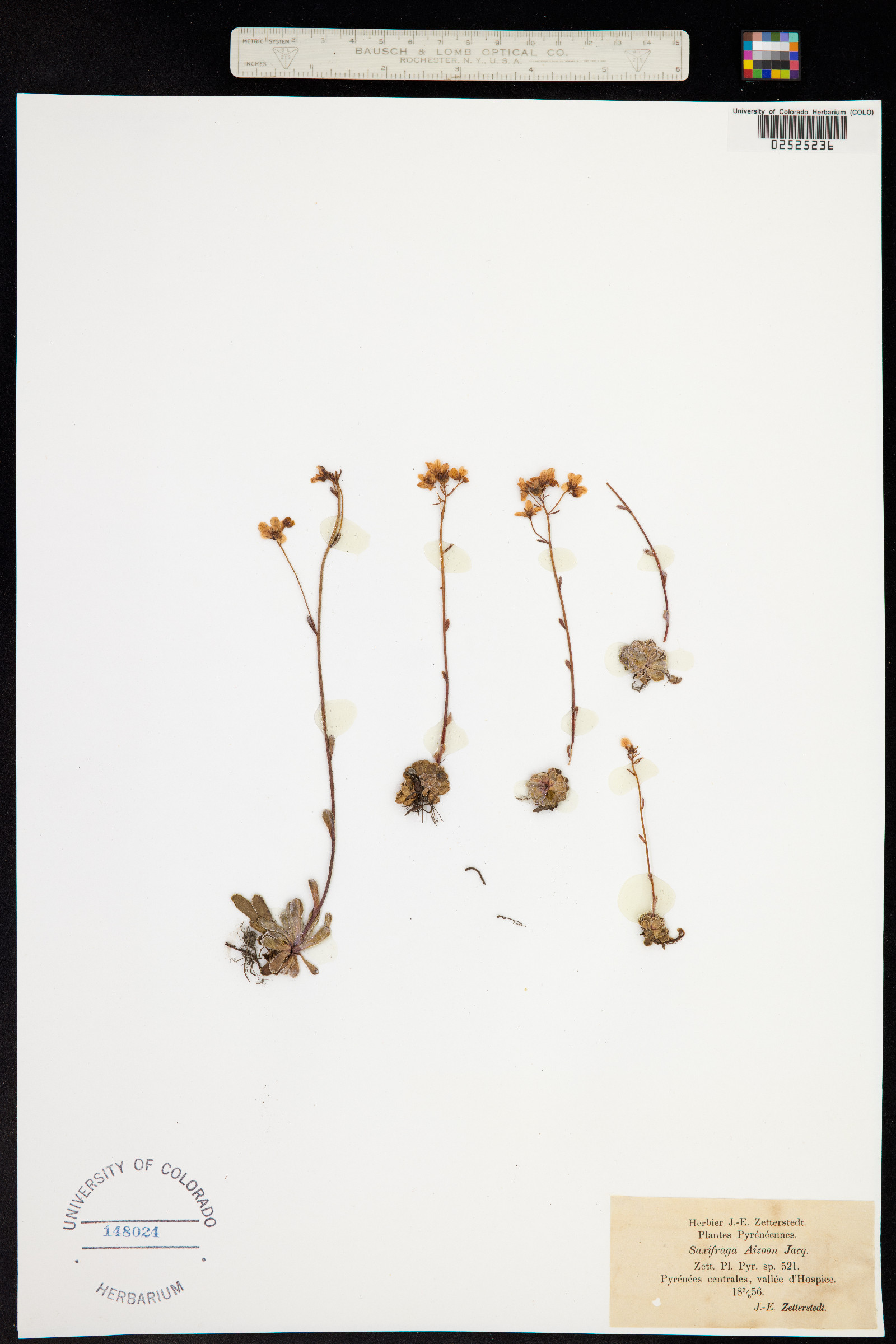 Saxifraga paniculata image