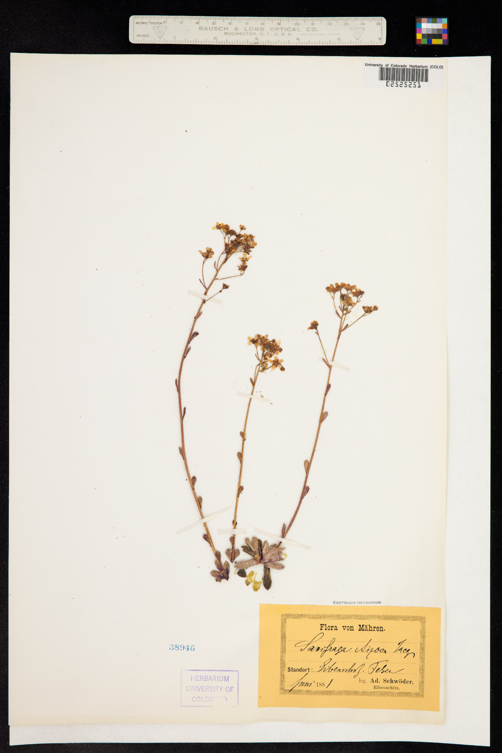 Saxifraga paniculata image
