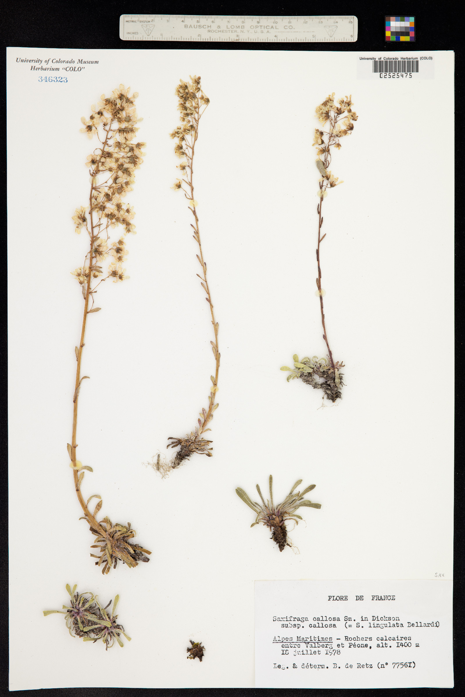 Saxifraga callosa image