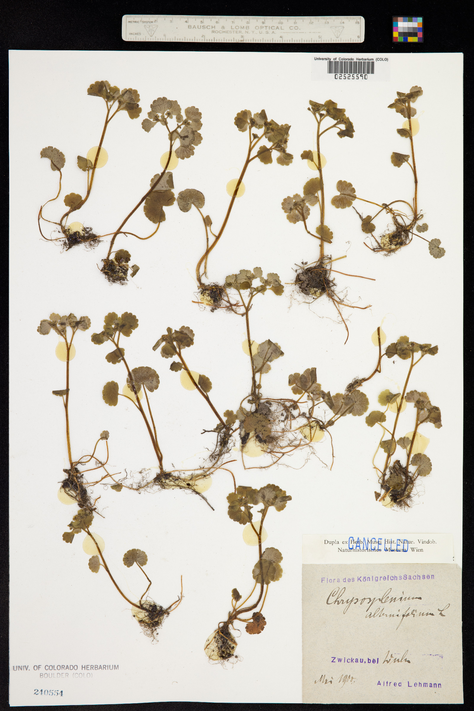 Chrysosplenium image