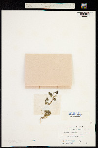 Chrysosplenium alternifolium image