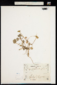 Chrysosplenium alternifolium image