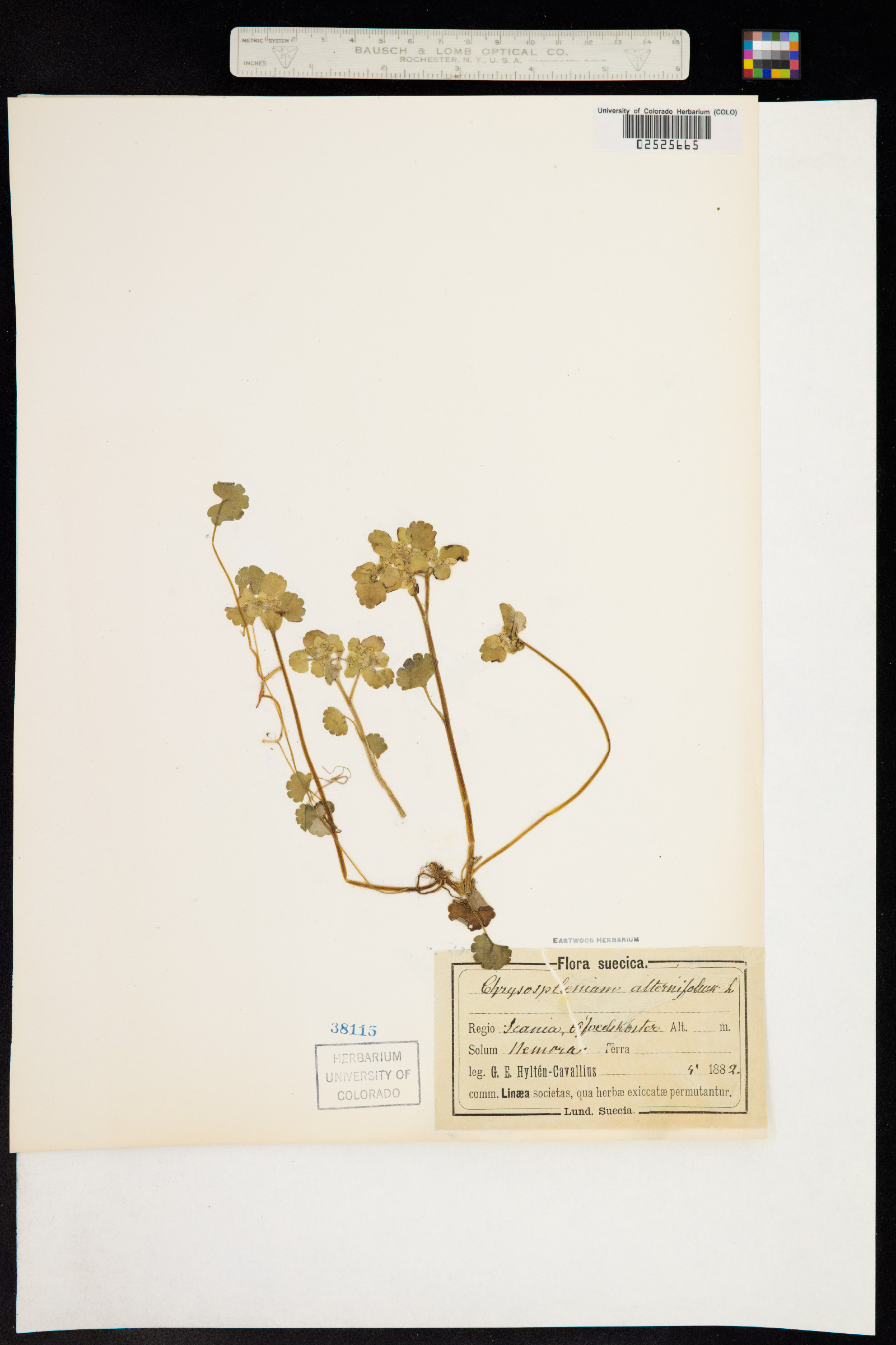 Chrysosplenium alternifolium image