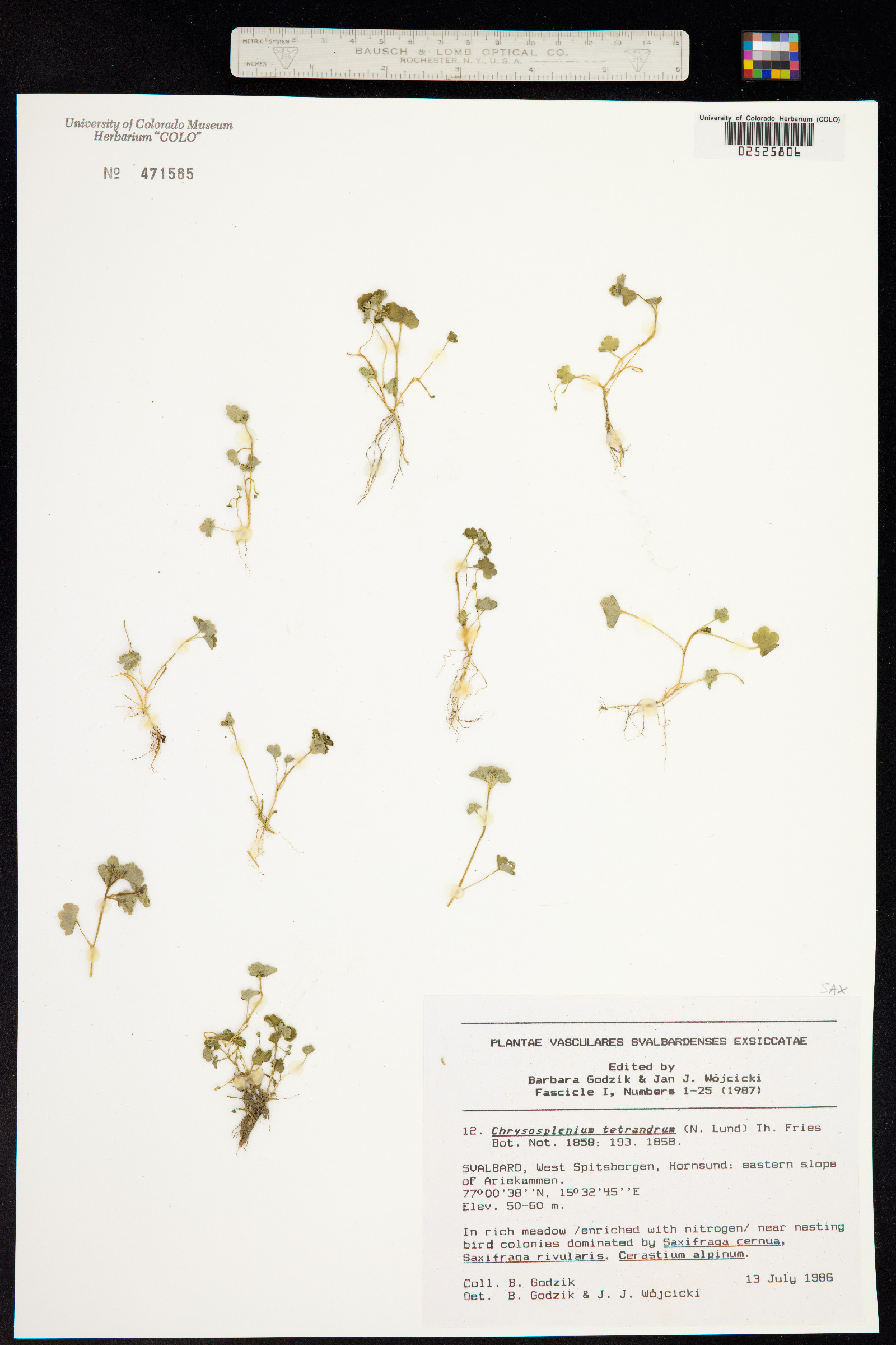 Chrysosplenium tetrandrum image