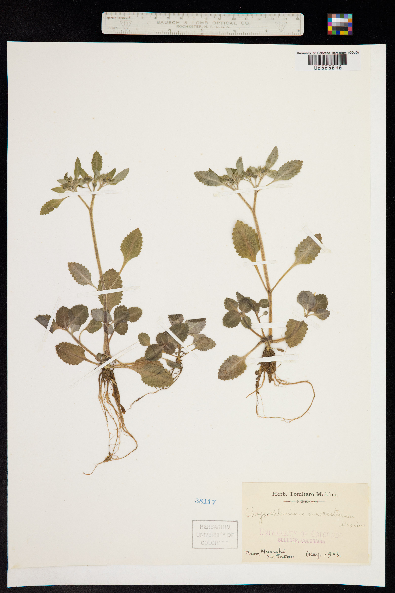 Chrysosplenium macrostemon image