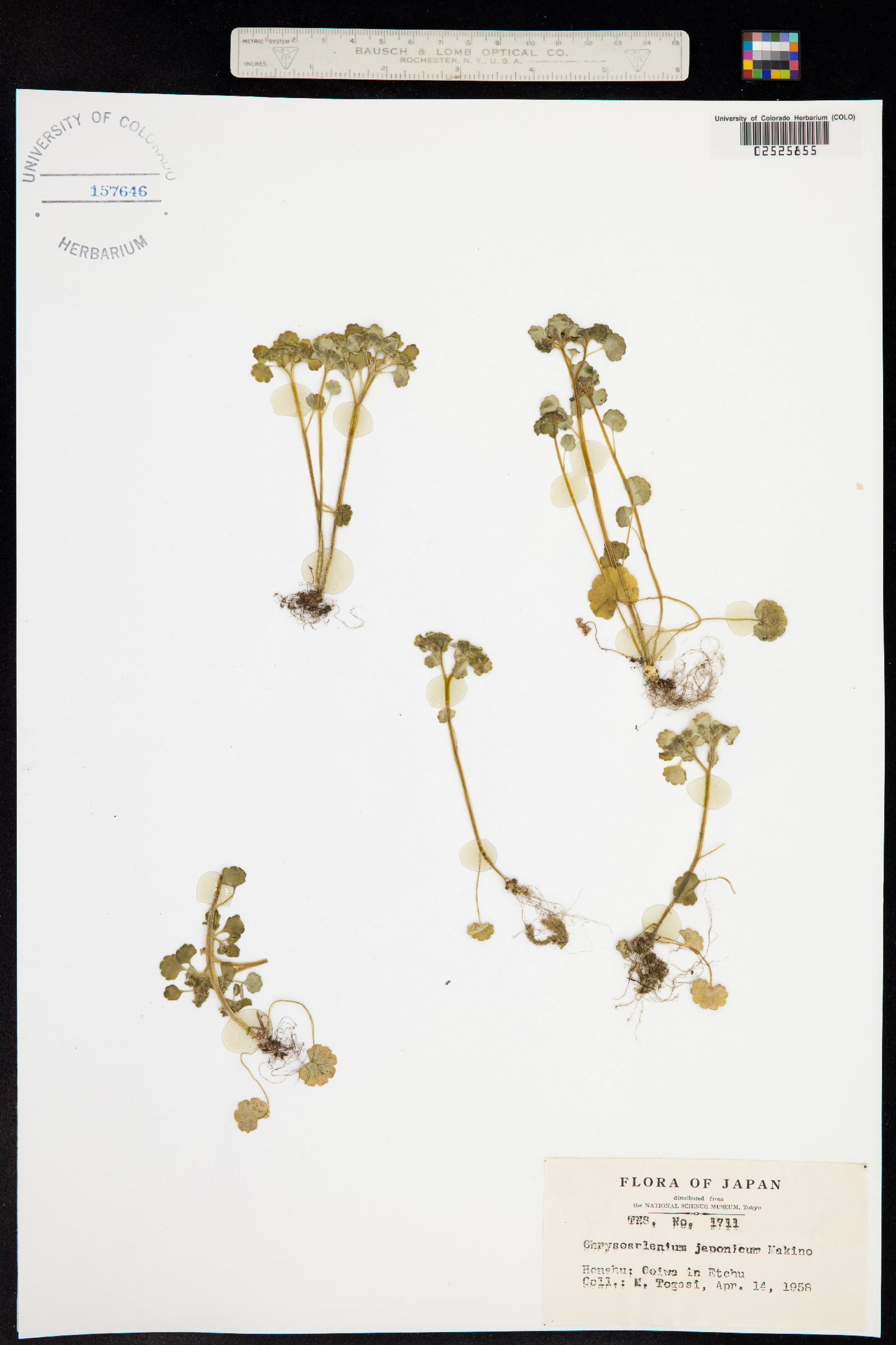 Chrysosplenium japonicum image