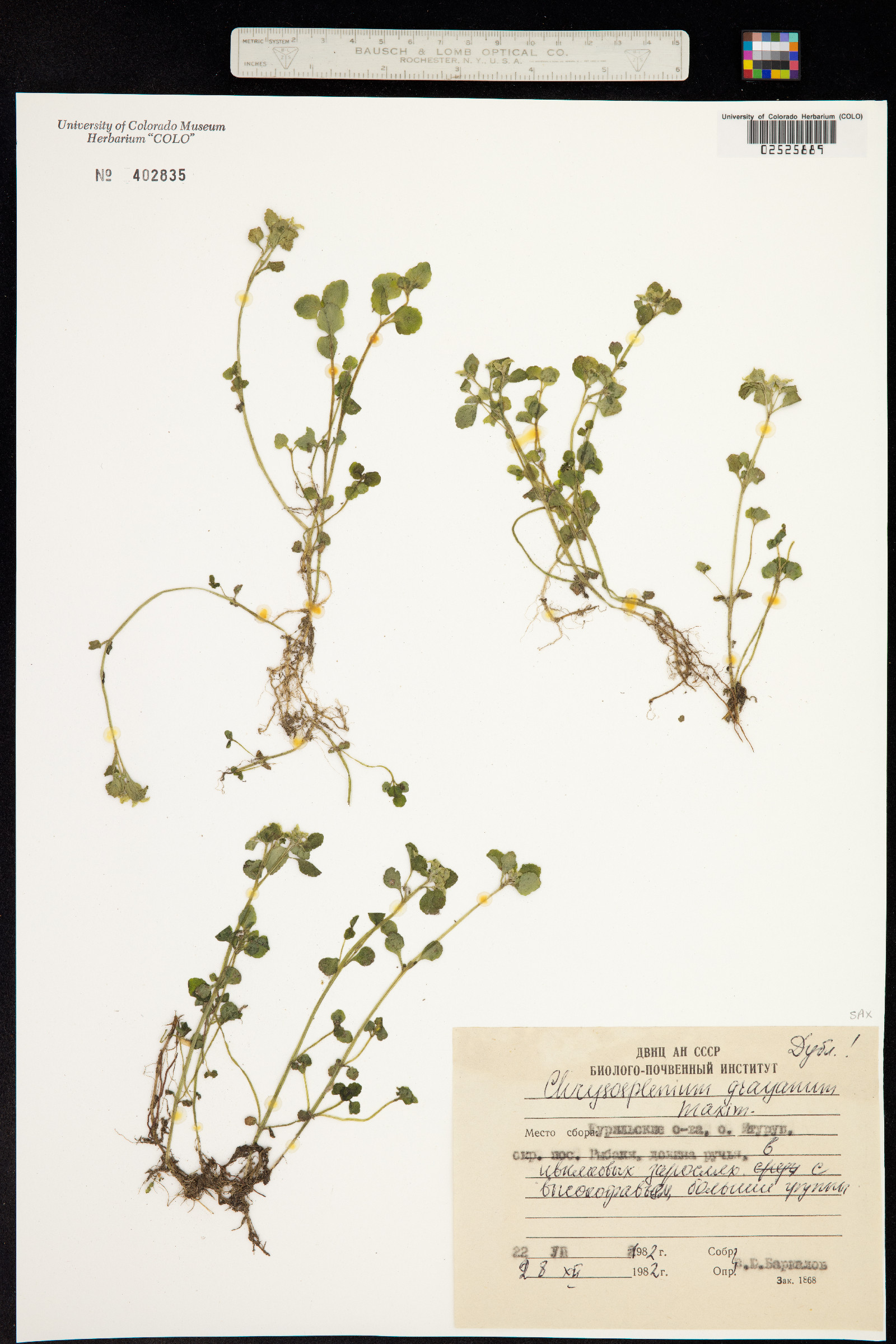 Chrysosplenium grayanum image