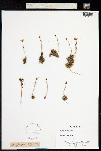 Saxifraga bryoides image