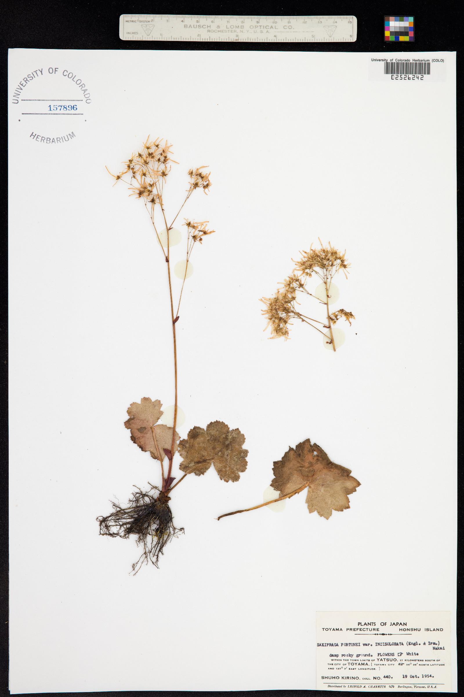 Saxifraga fortunei image