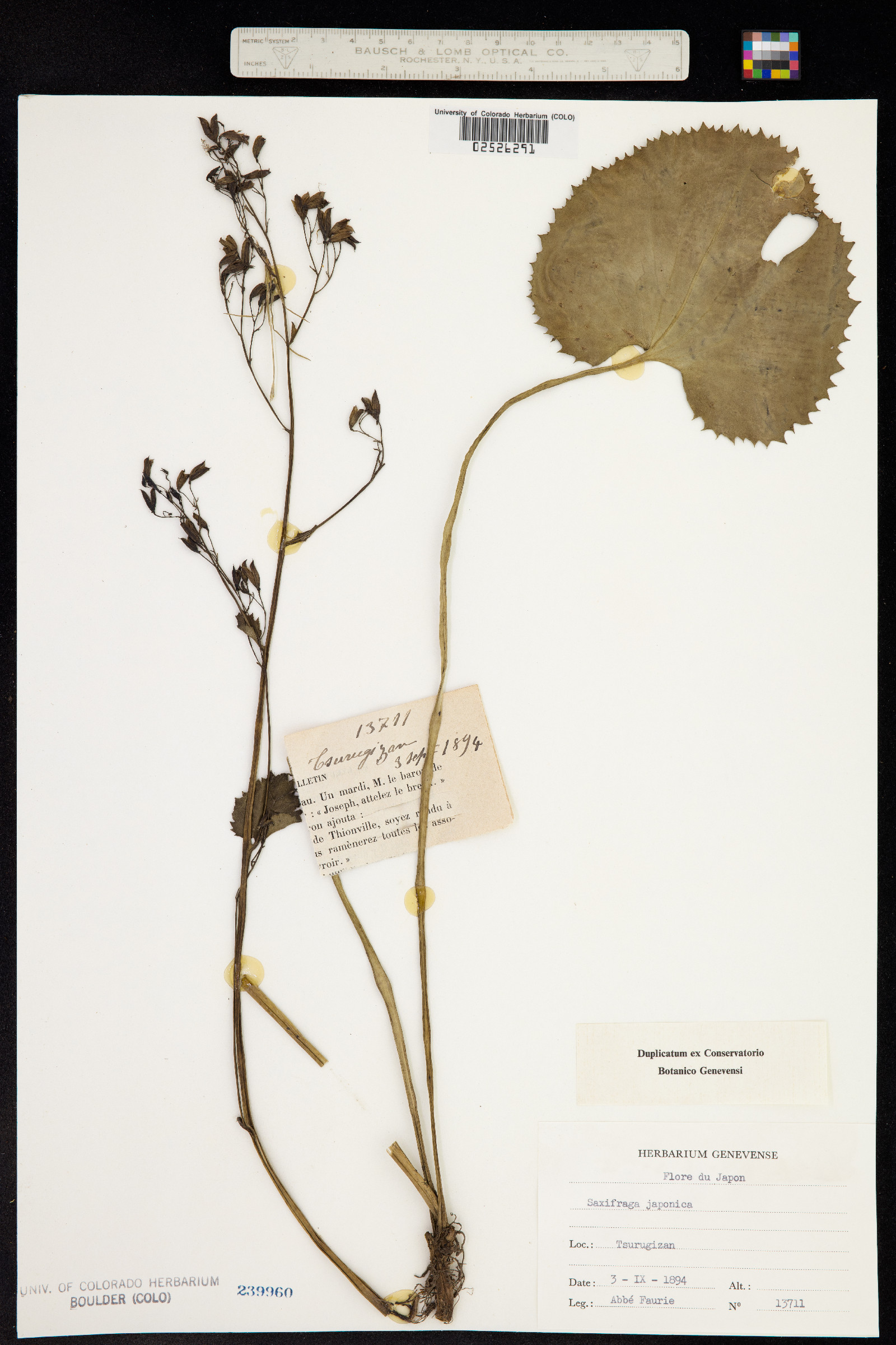 Micranthes japonica image