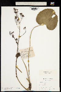 Image of Micranthes japonica