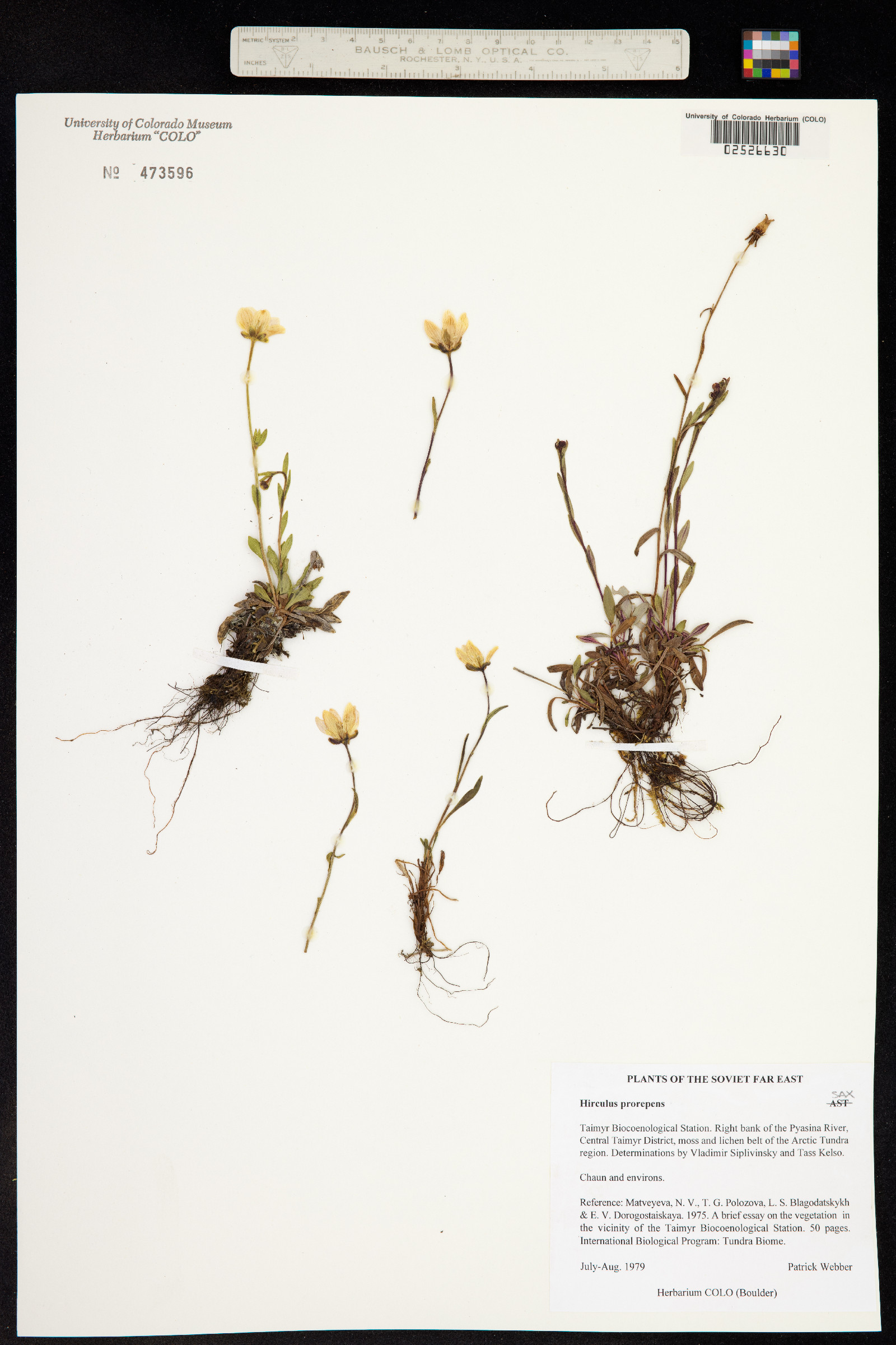 Hirculus prorepens image
