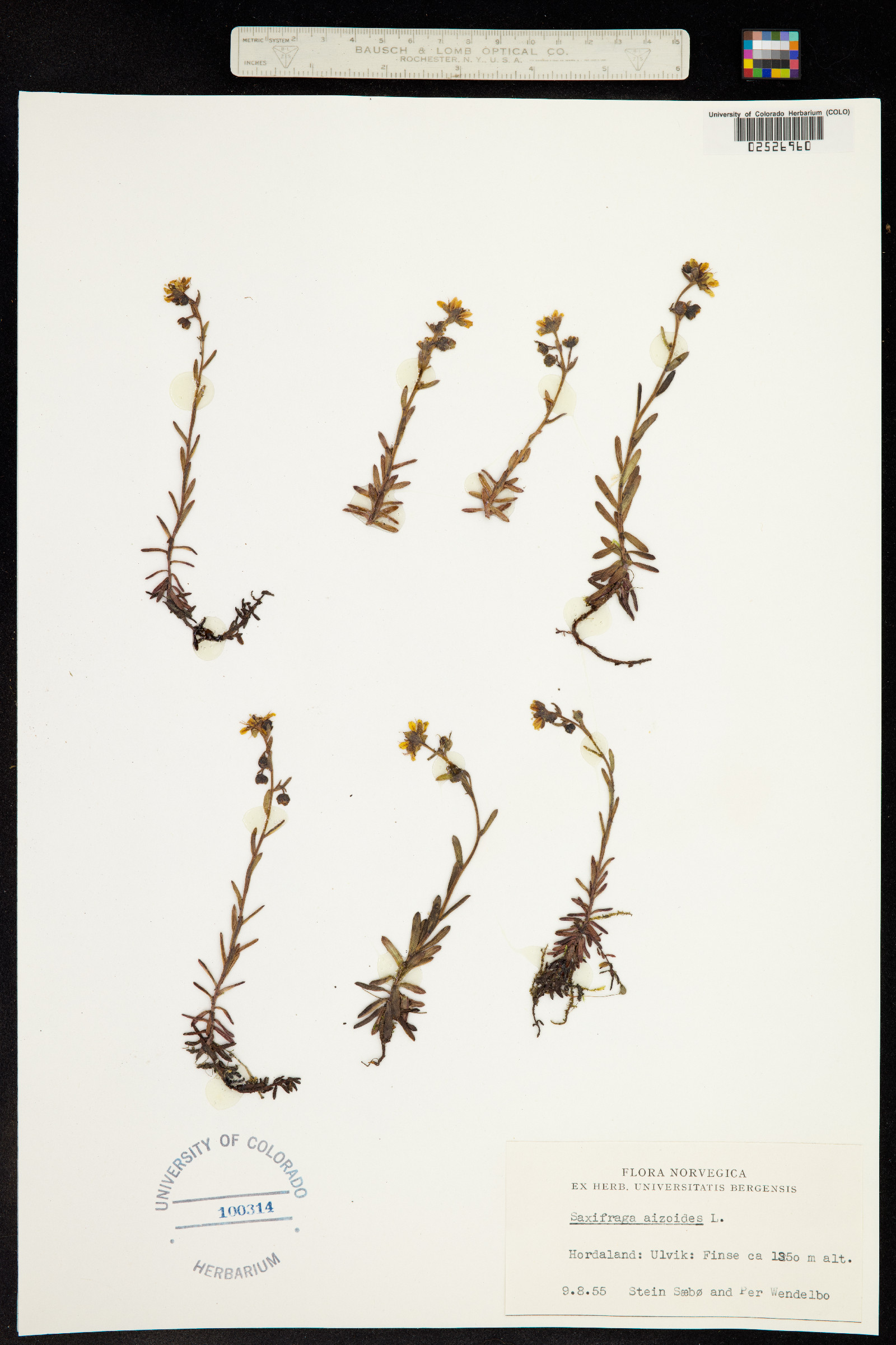 Saxifraga aizoides image