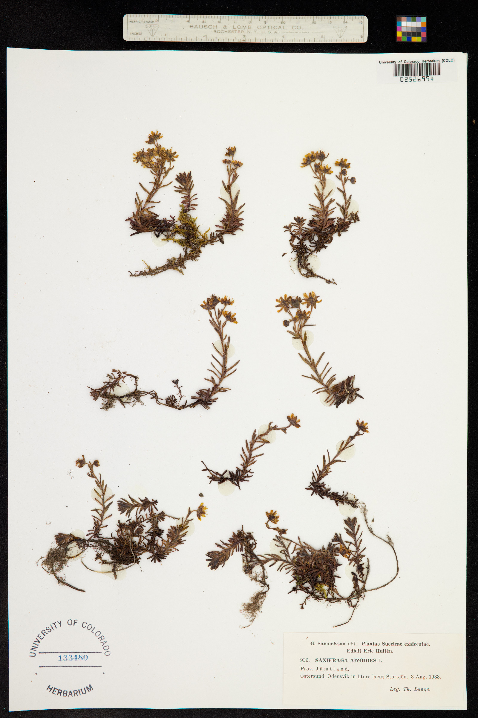Saxifraga aizoides image