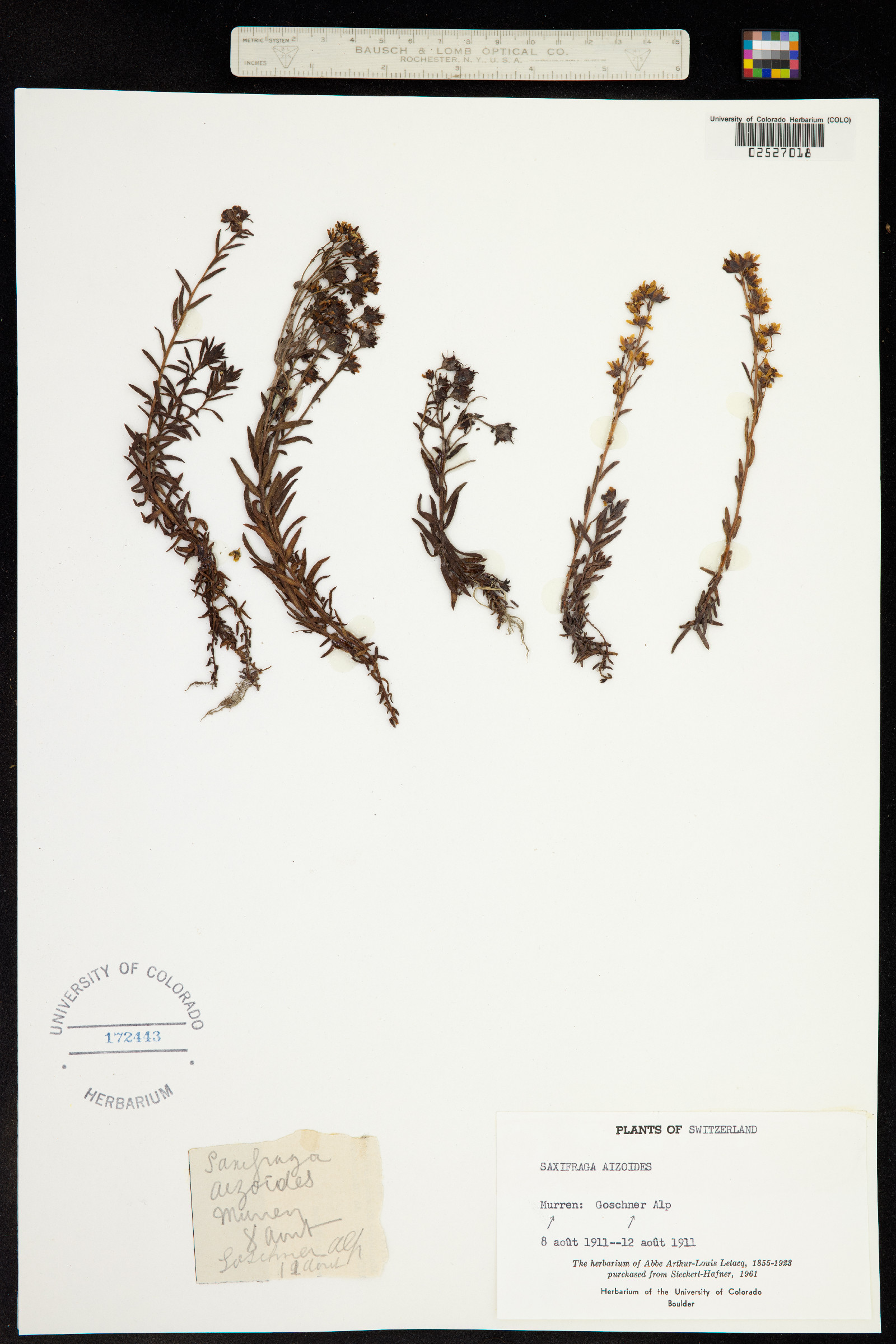 Saxifraga aizoides image