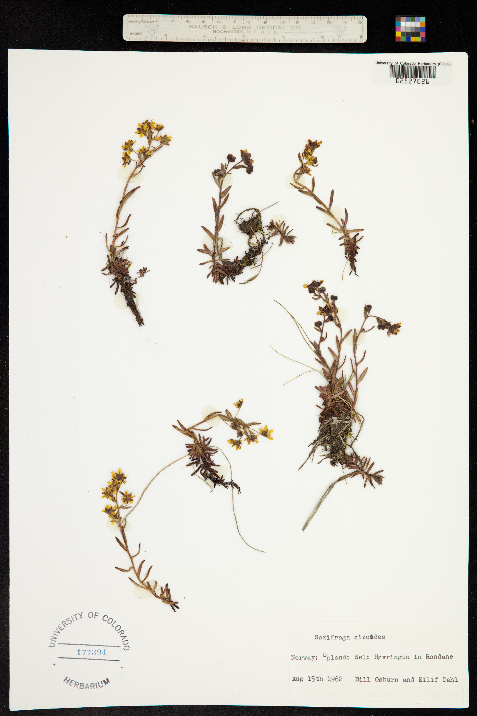 Saxifraga aizoides image