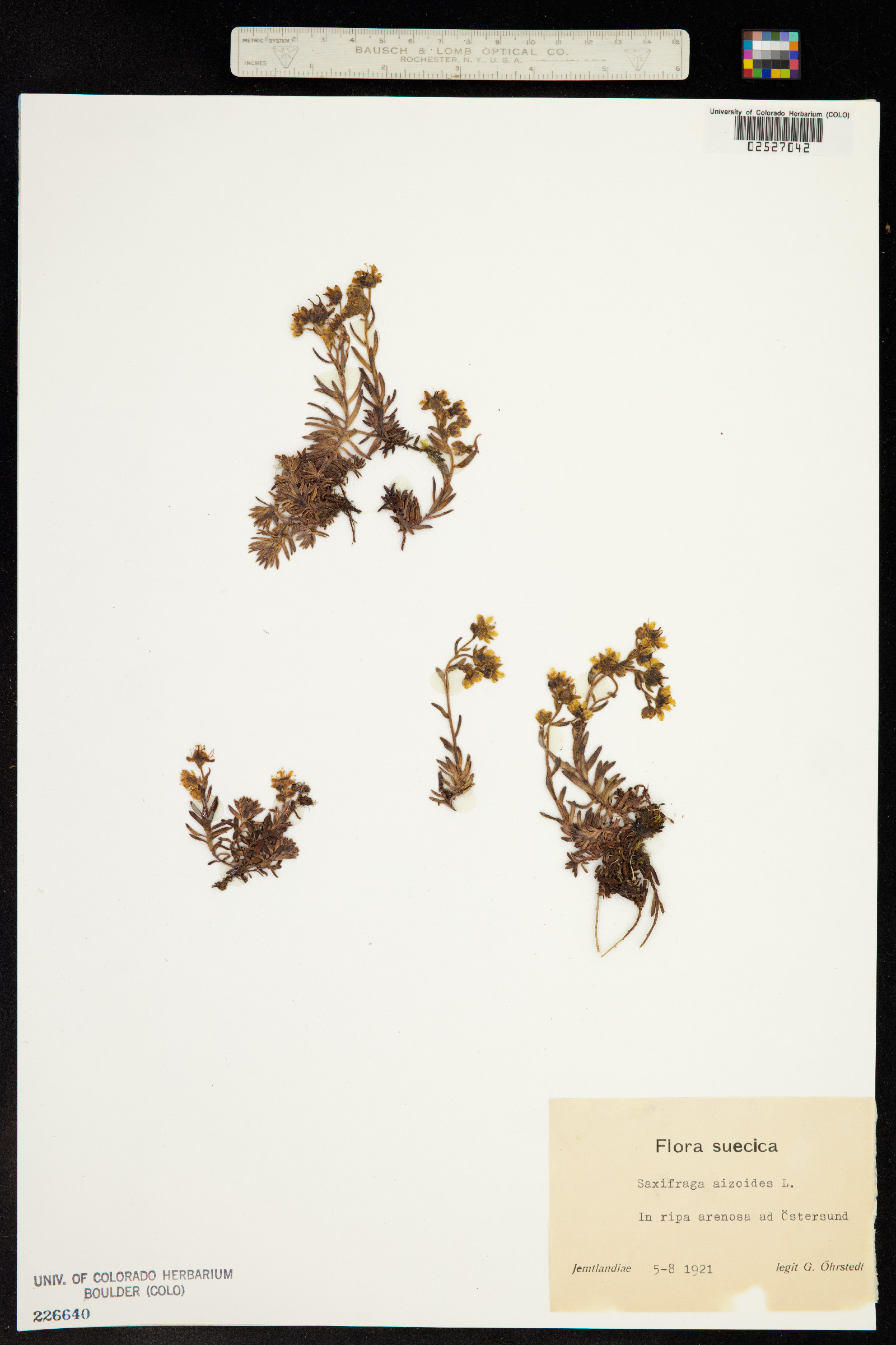 Saxifraga aizoides image