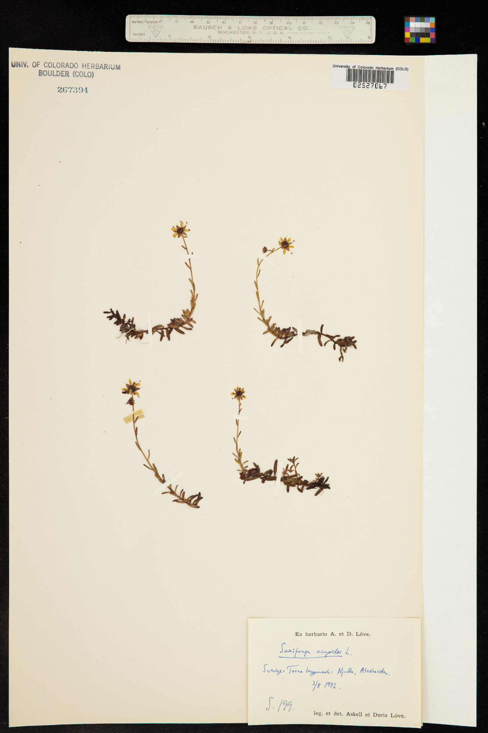 Saxifraga image
