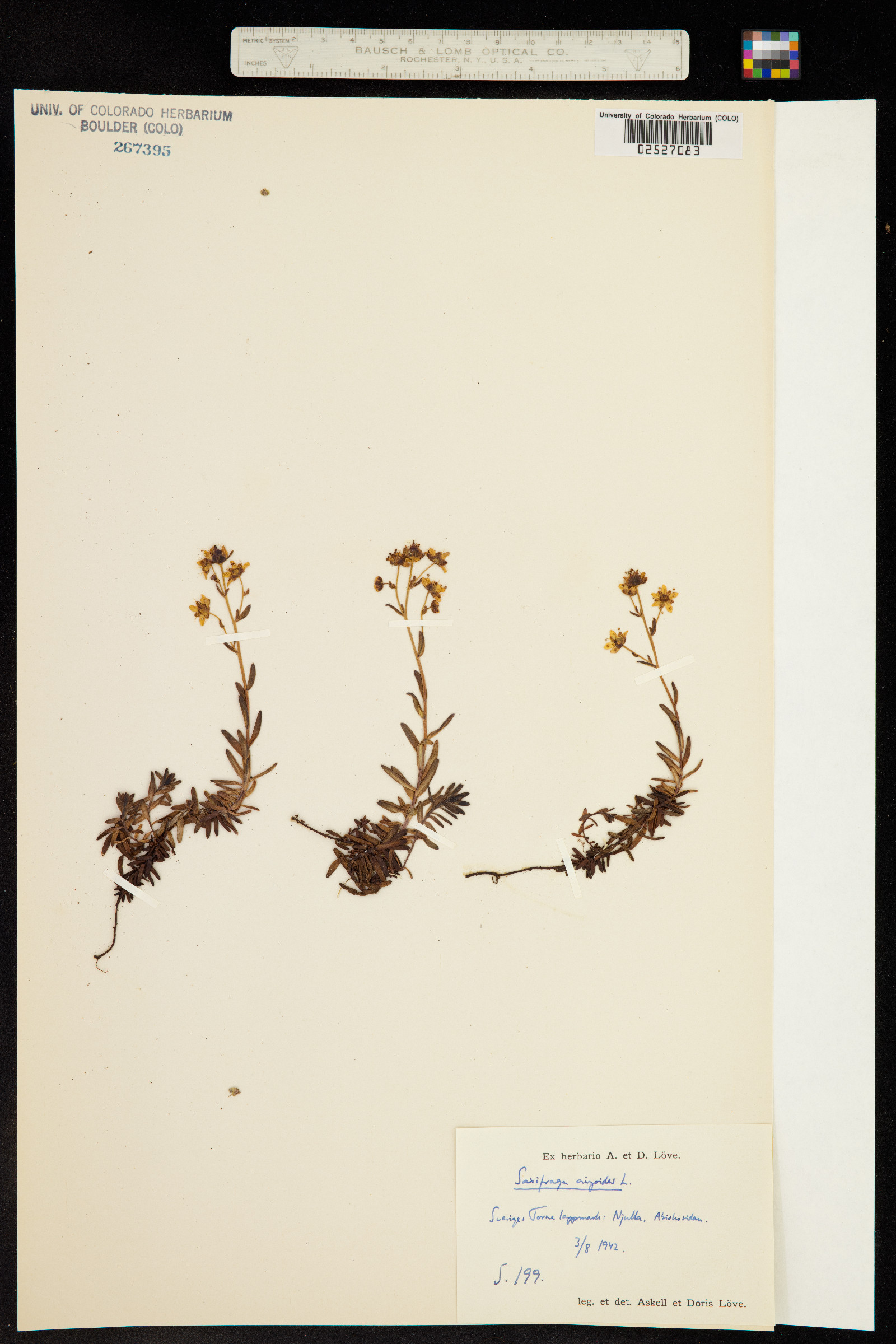Saxifraga aizoides image