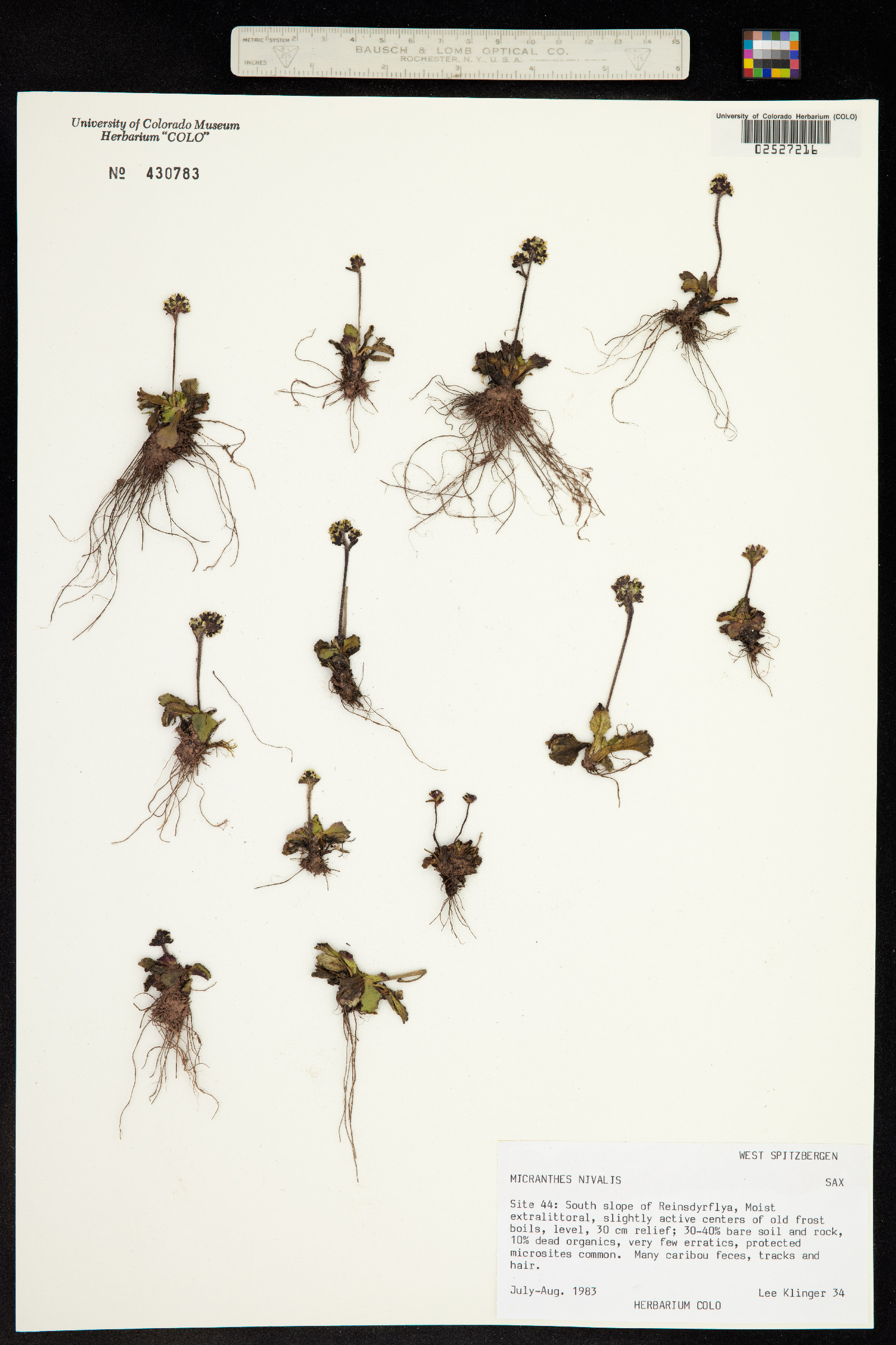 Micranthes nivalis image