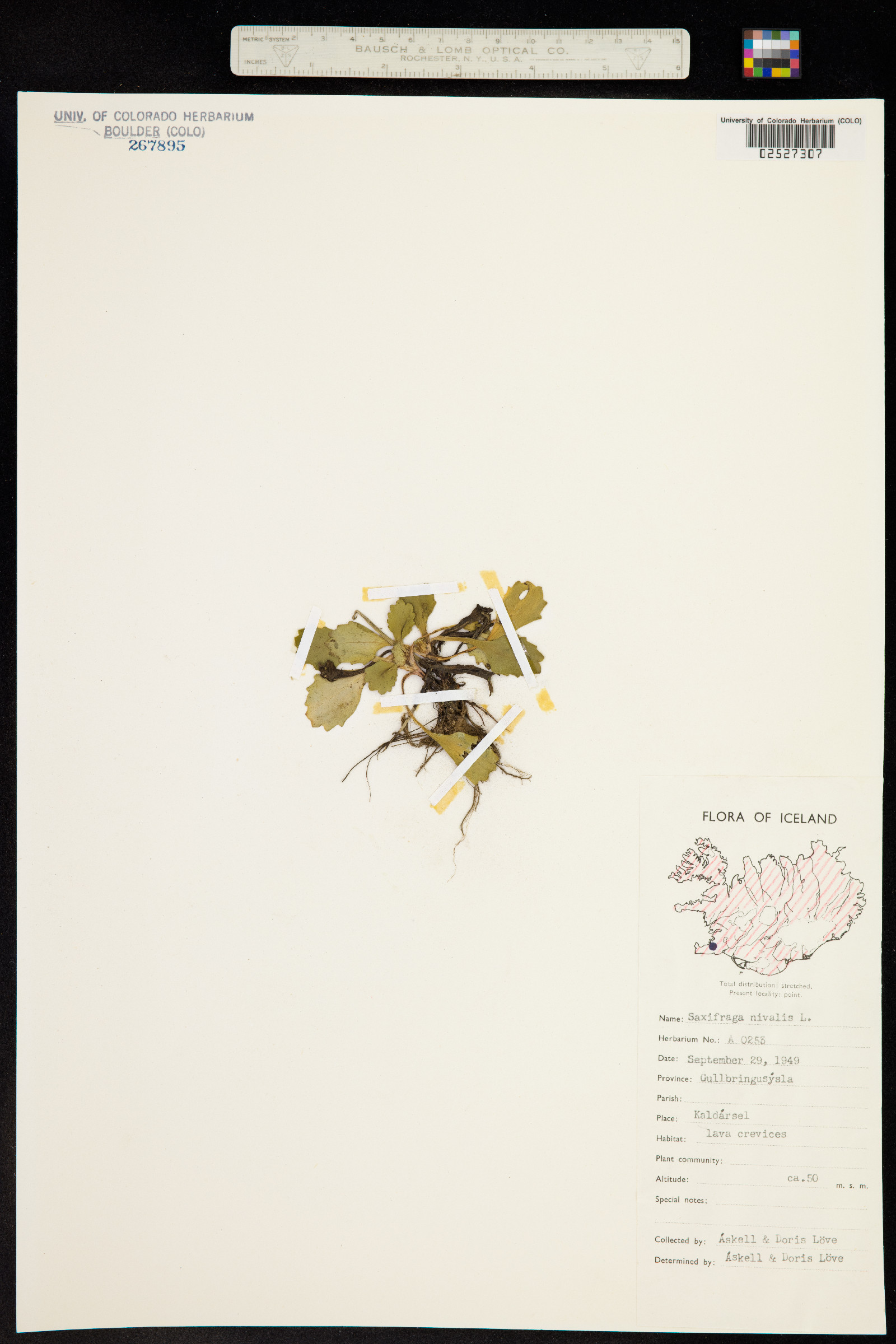 Micranthes nivalis image