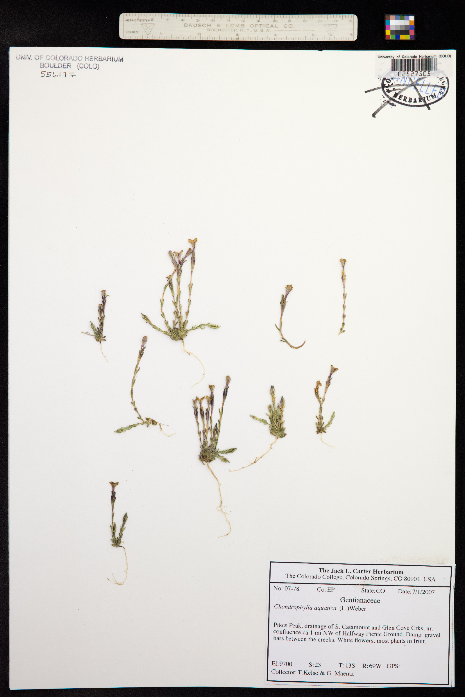 Gentiana fremontii image