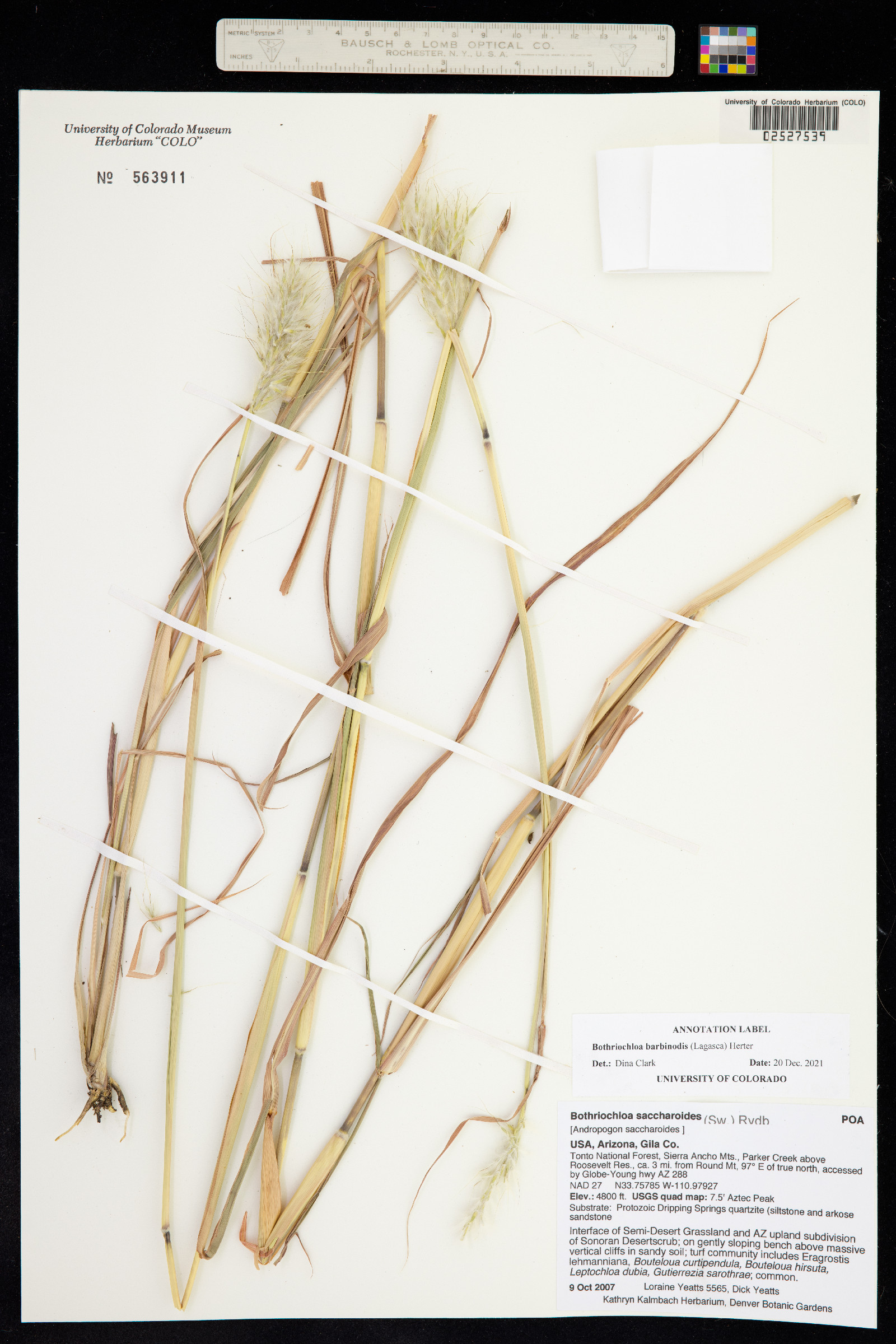 Bothriochloa barbinodis image