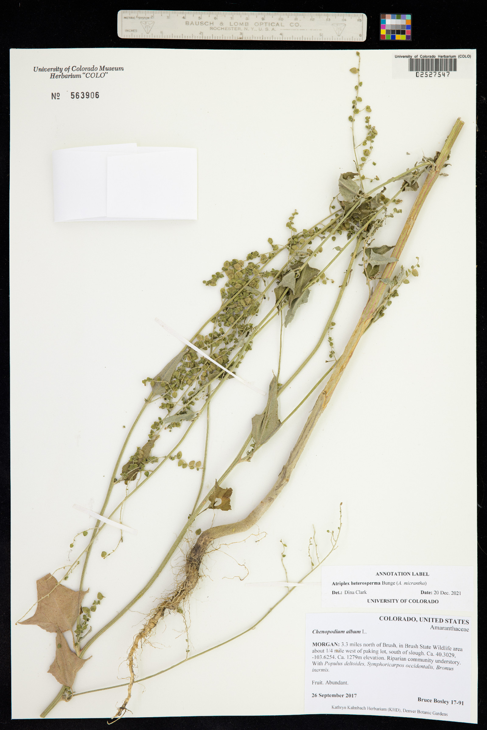 Atriplex micrantha image